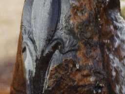 20080128_1651235082_eidechse